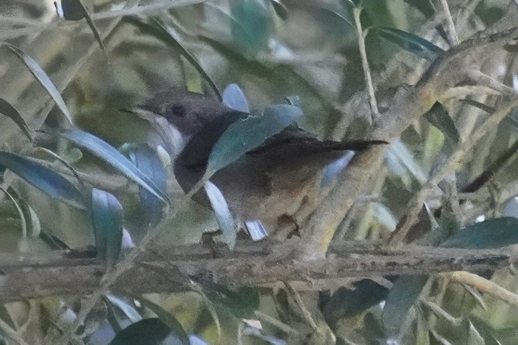 Sardinian Warbler - ML647492132