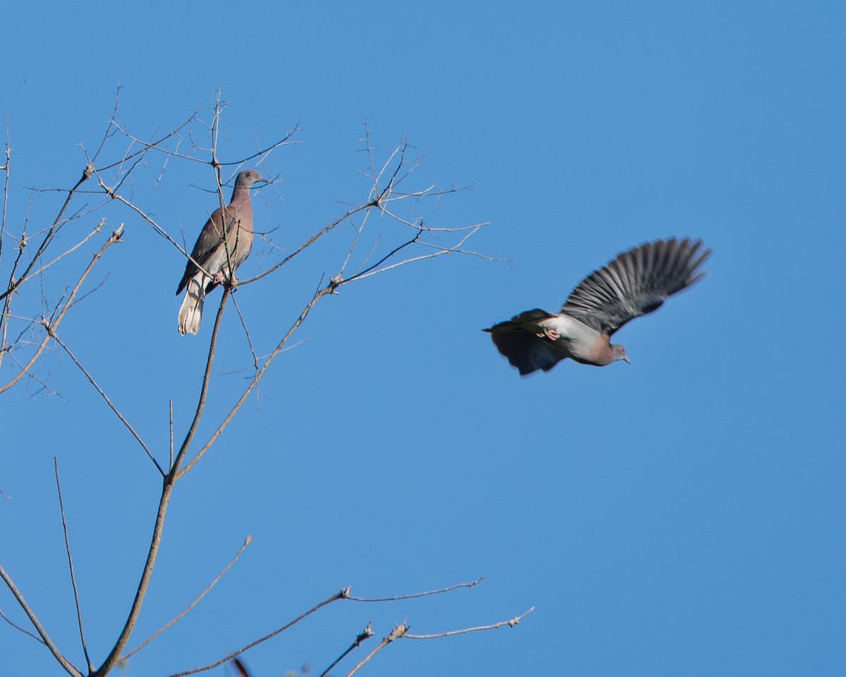Pale-vented Pigeon - ML647492135