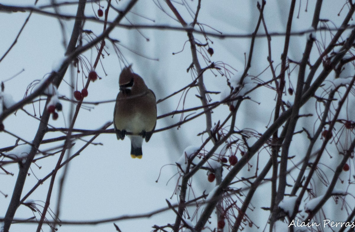 Sedir İpekkuyruğu - ML647492138