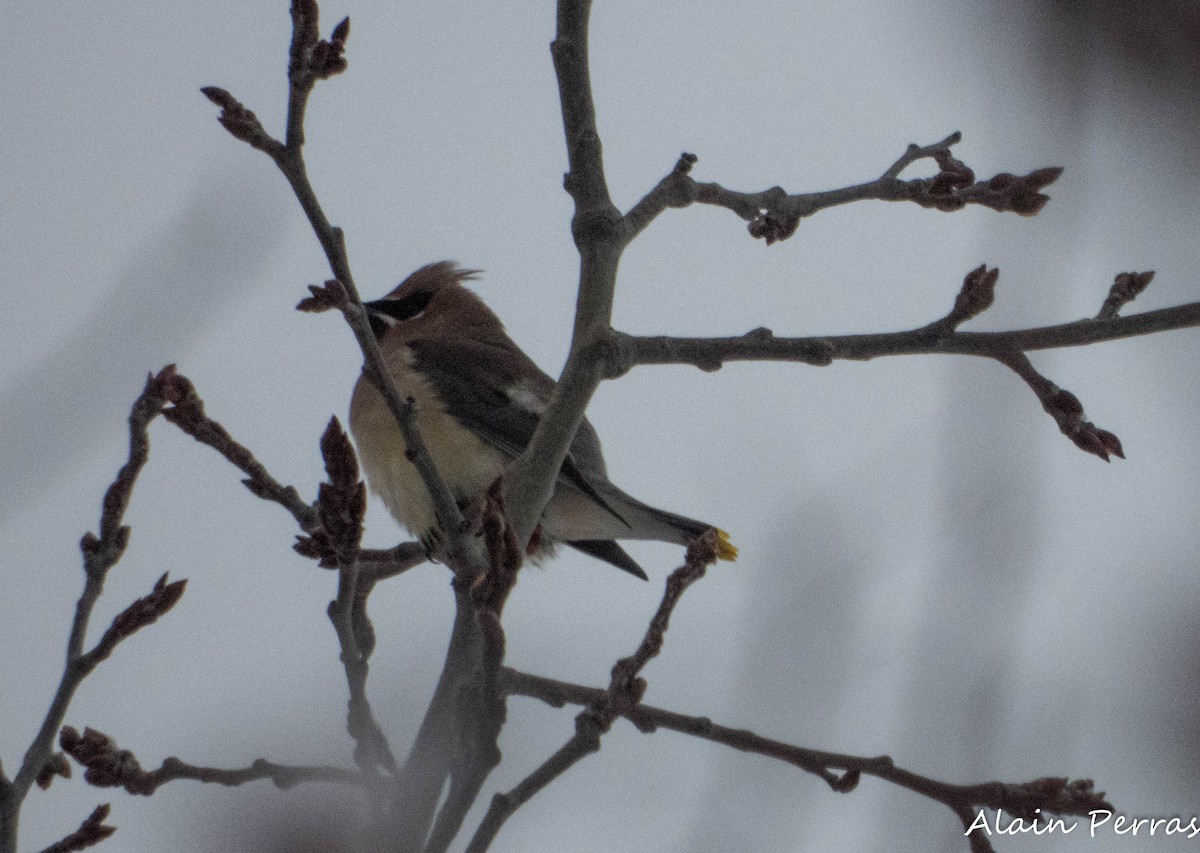Sedir İpekkuyruğu - ML647492139