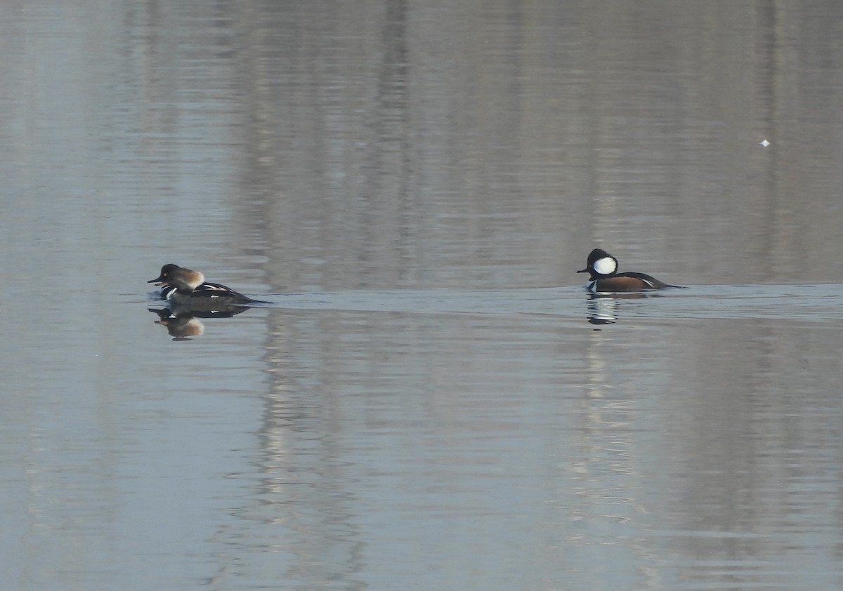 Hooded Merganser - ML647492154