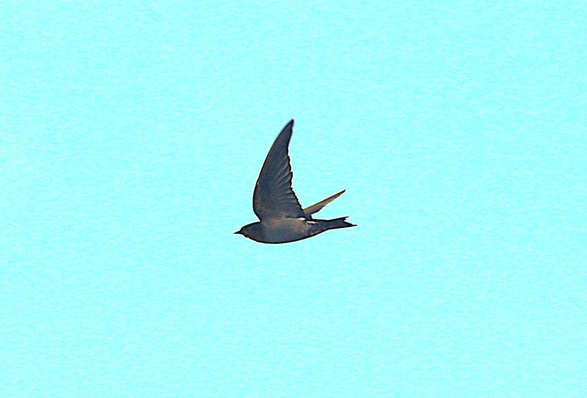 Pacific Swallow - ML647492167