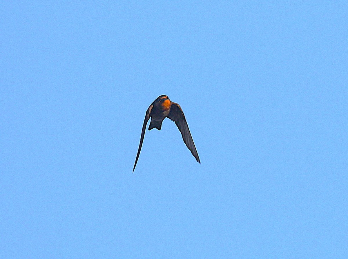 Pacific Swallow - ML647492168