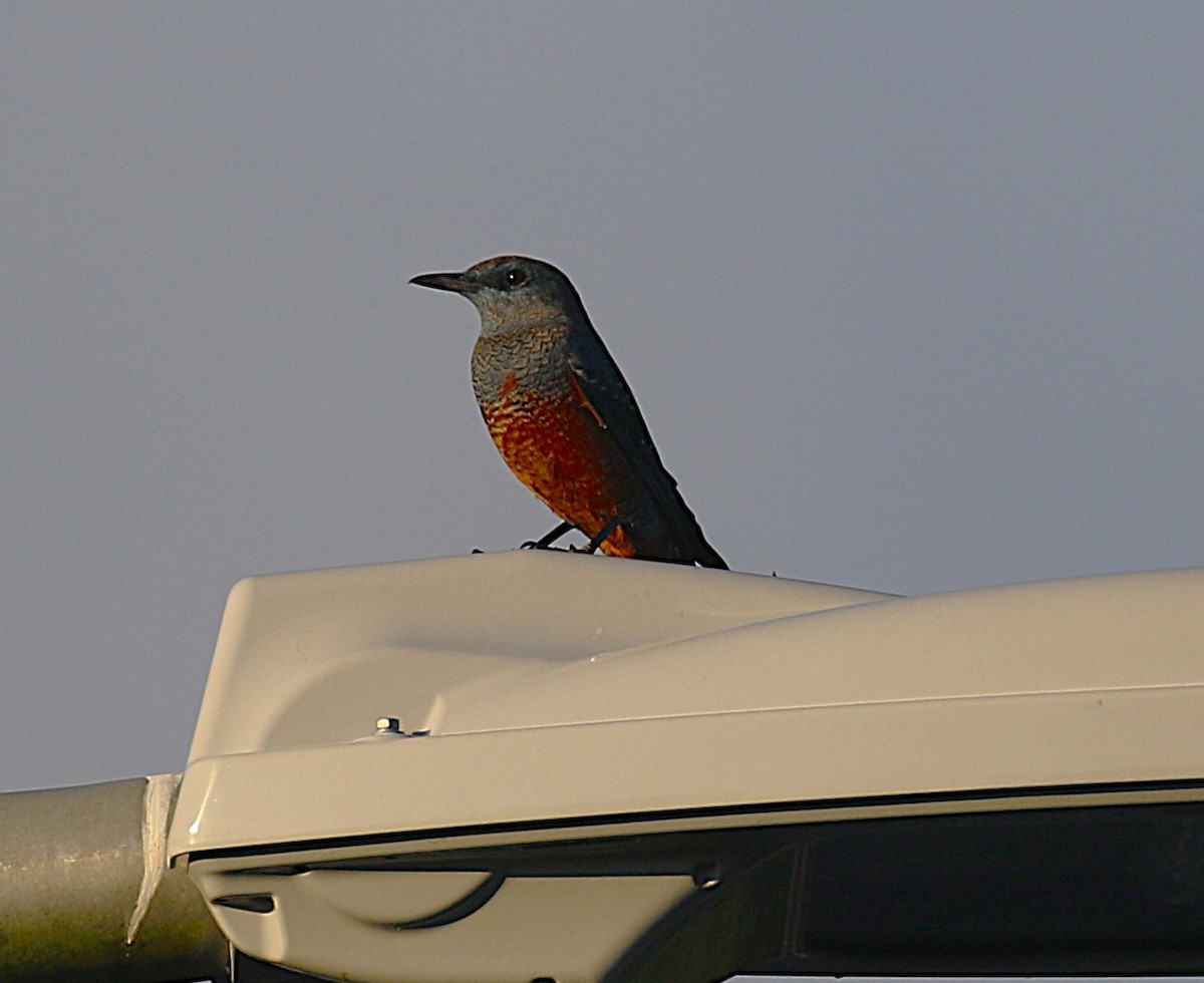 Blue Rock-Thrush (philippensis) - ML647492194