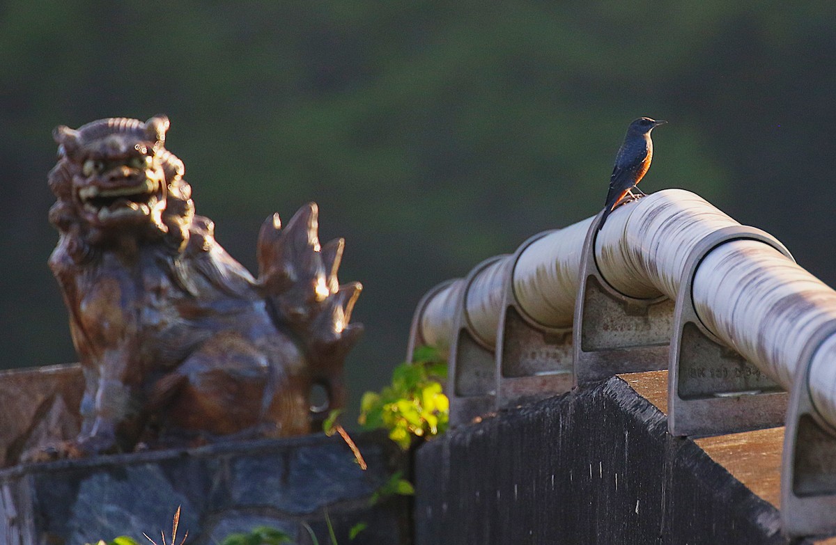 Blue Rock-Thrush (philippensis) - ML647492195