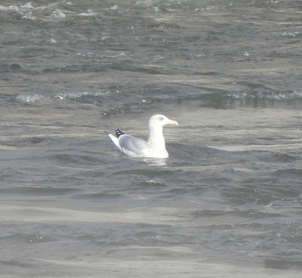 American Herring Gull - ML647492203