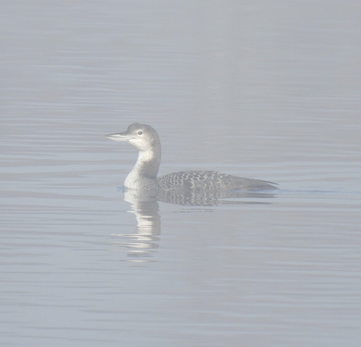 Common Loon - ML647492215
