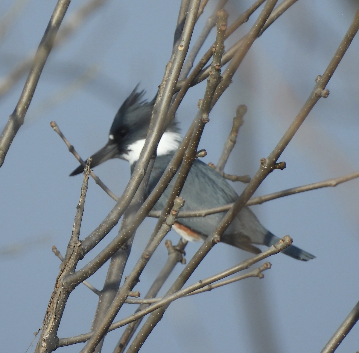 Belted Kingfisher - ML647492226
