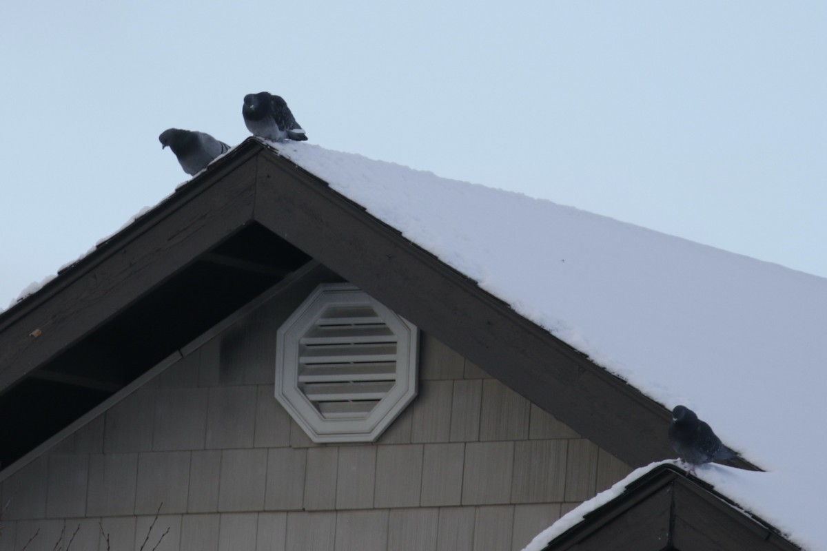 カワラバト（ドバト、家畜型） - ML647492230