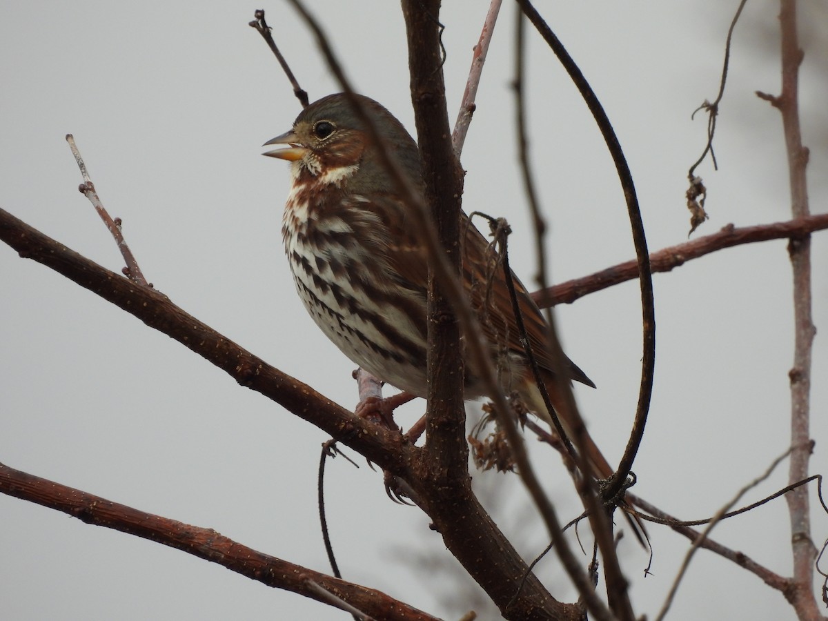 Fox Sparrow - ML647492247