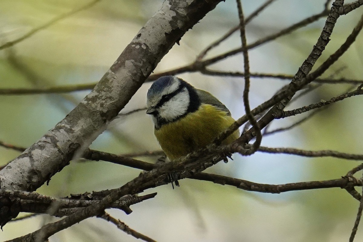Eurasian Blue Tit - ML647492250