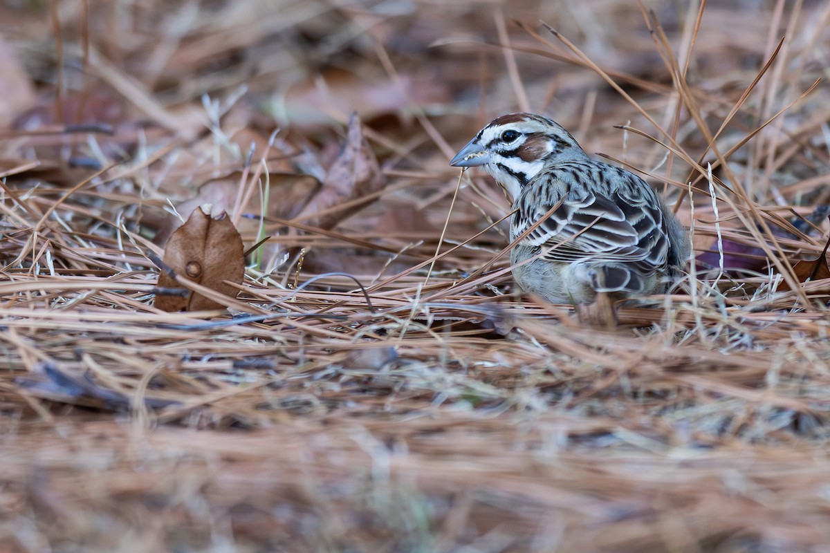 Lark Sparrow - ML647492264