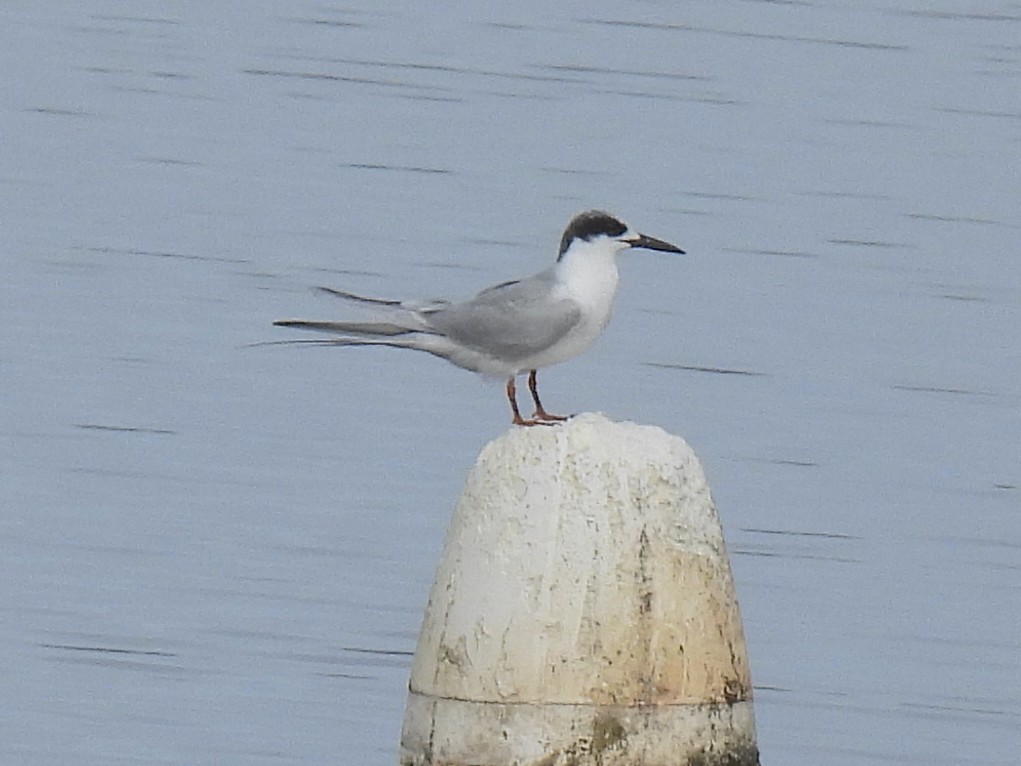 Forster's Tern - ML647492274