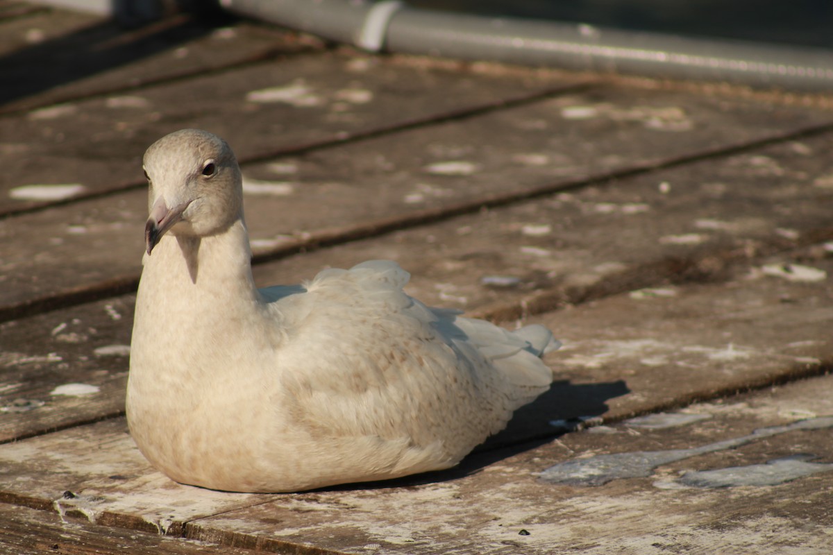Glaucous Gull - ML647492288