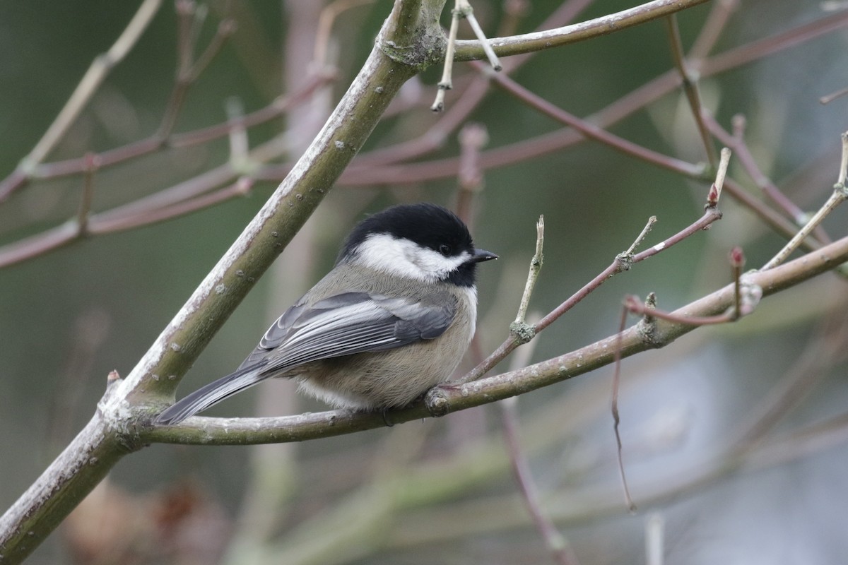 Black-capped Chickadee - ML647492294