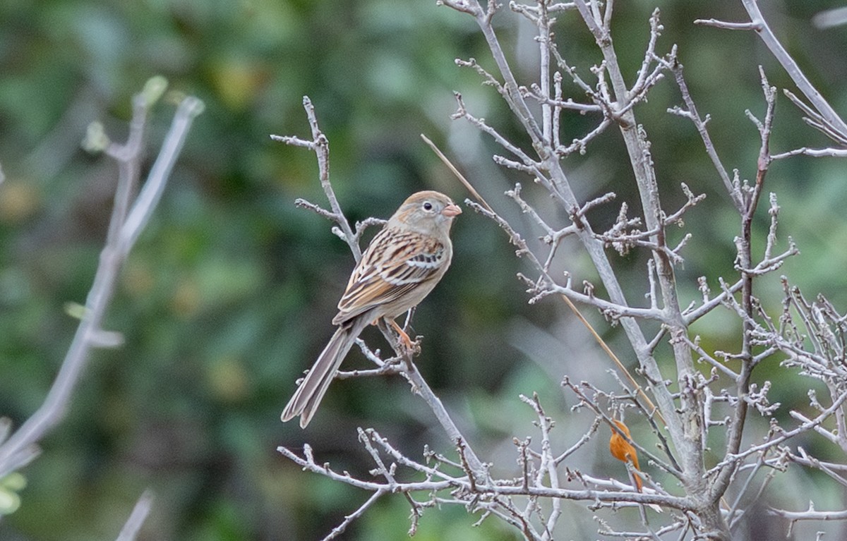 Field Sparrow - ML647492300