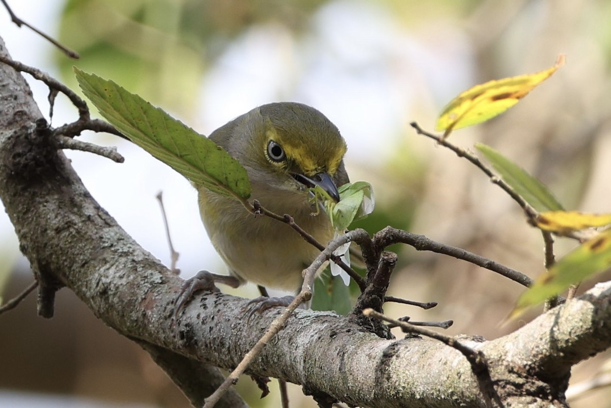 White-eyed Vireo - ML647492305