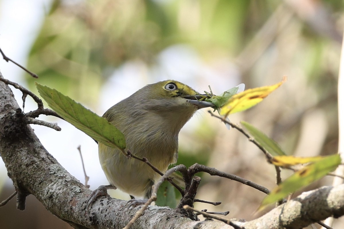 White-eyed Vireo - ML647492306
