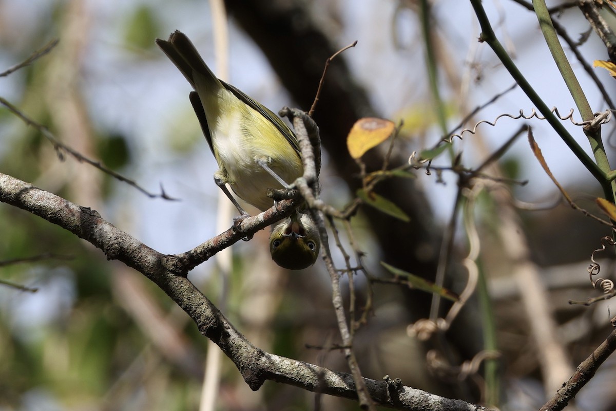White-eyed Vireo - ML647492307