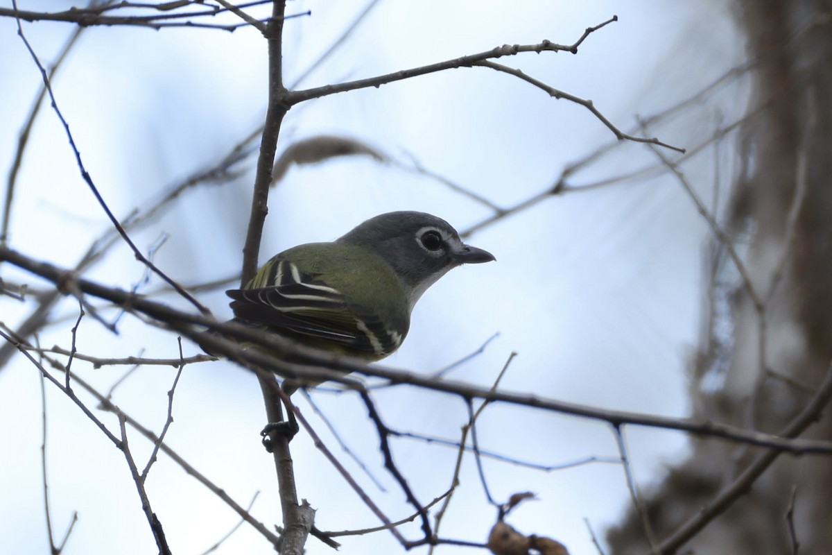 zelenáček brýlový - ML647492319