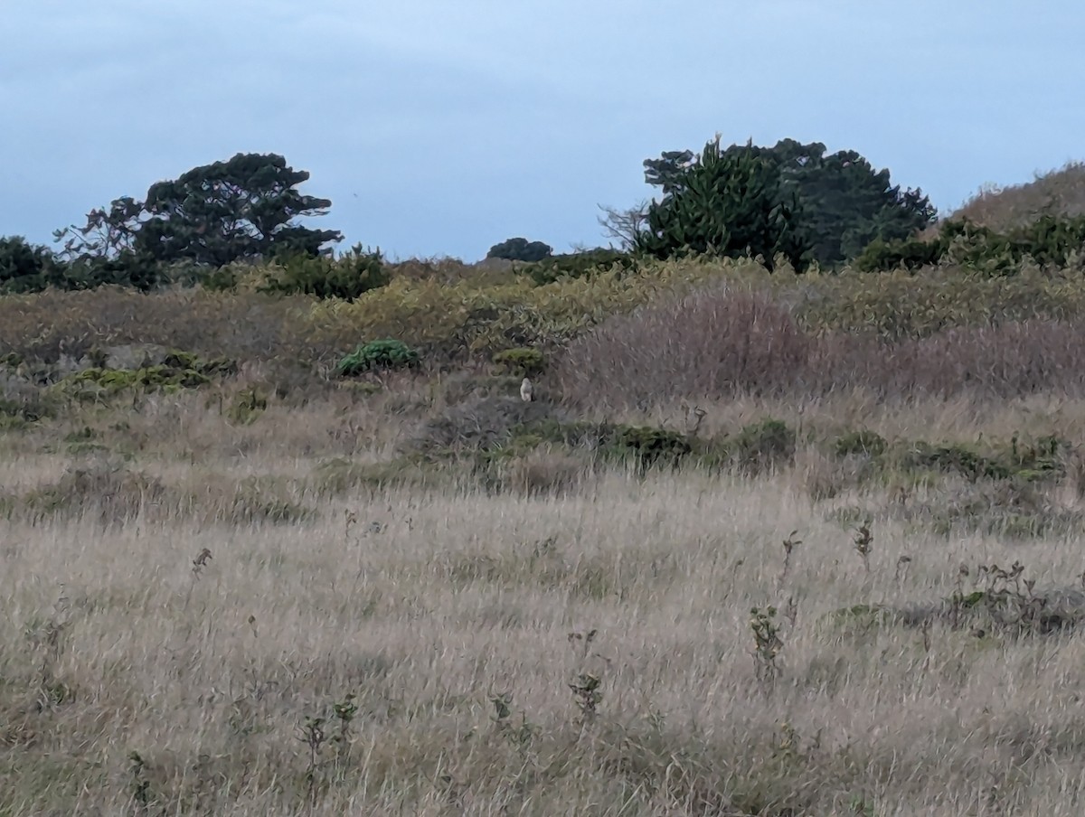 Northern Harrier - ML647492324