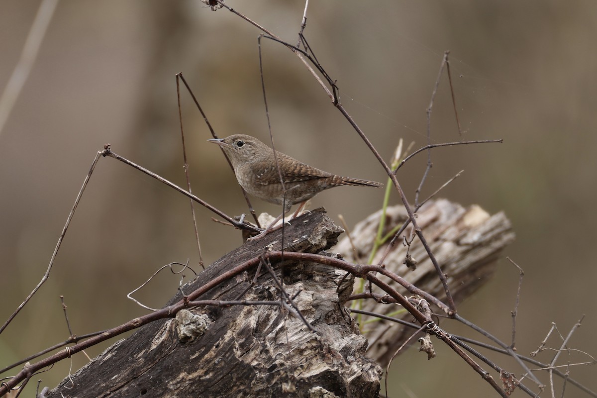 Northern House Wren - ML647492325