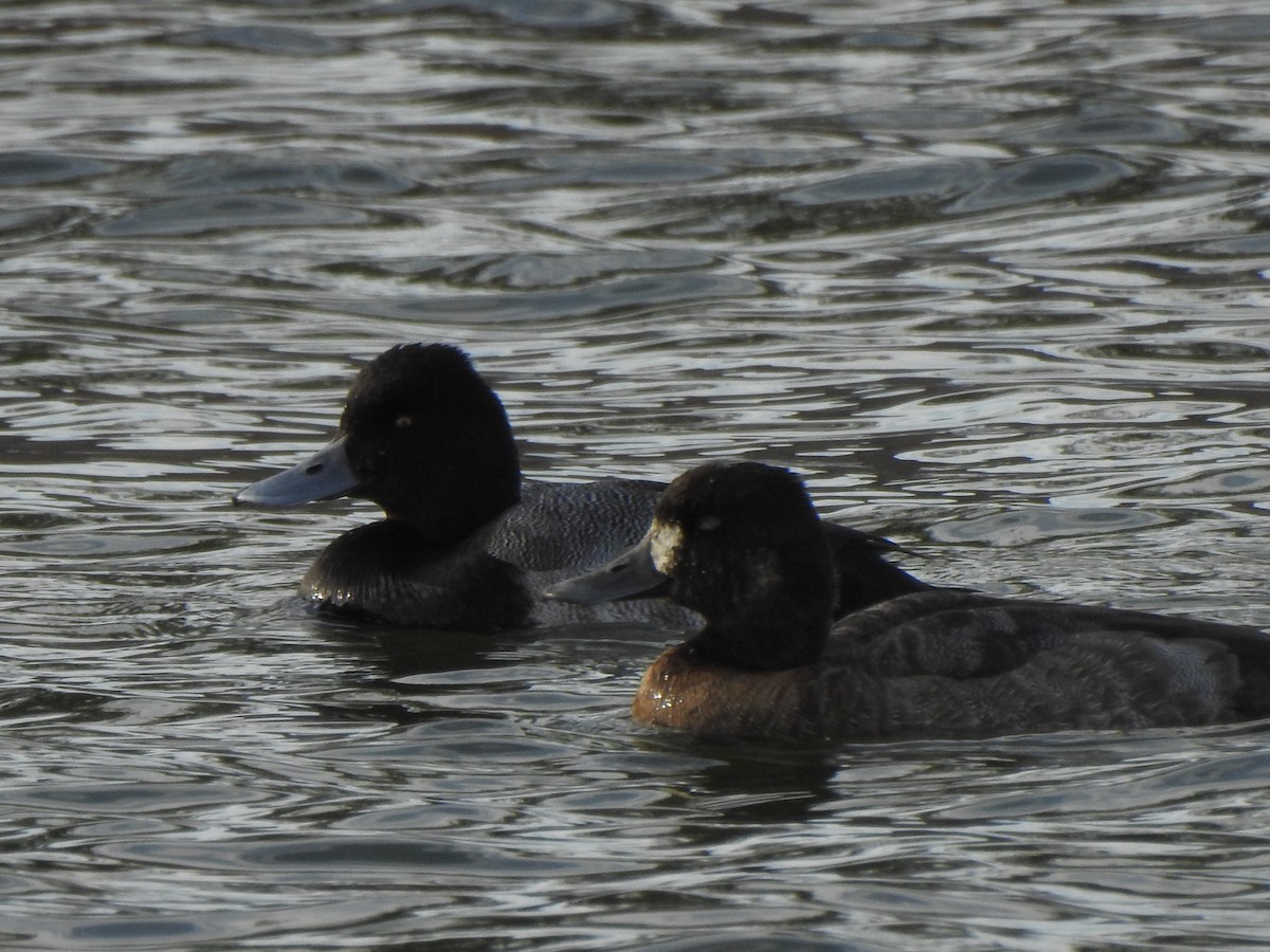Lesser Scaup - ML647492332