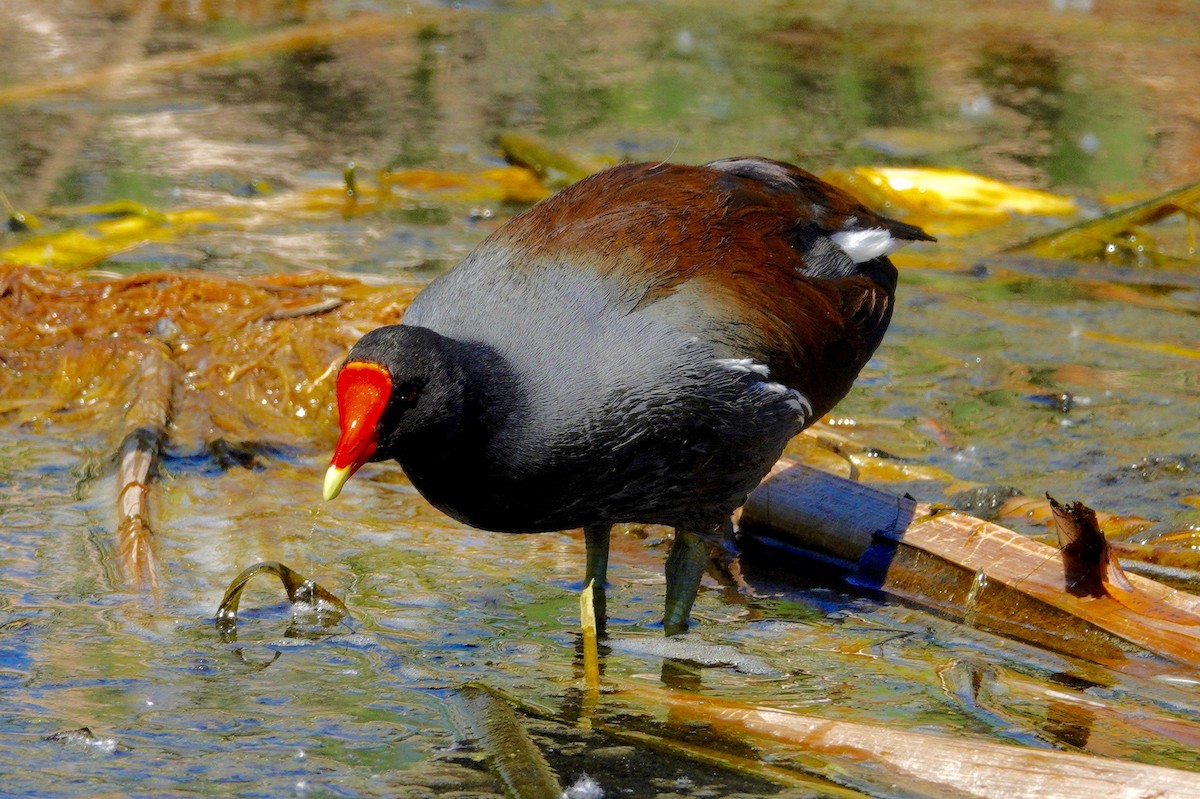 Курочка латиноамериканська - ML647492347