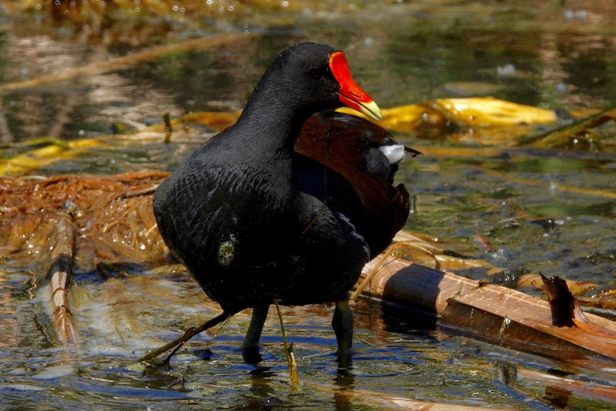 Курочка латиноамериканська - ML647492349