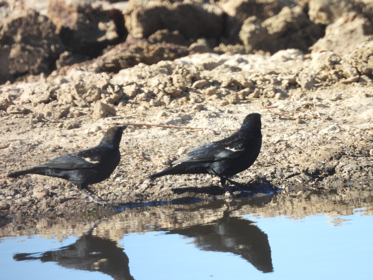 Tricolored Blackbird - ML647492351