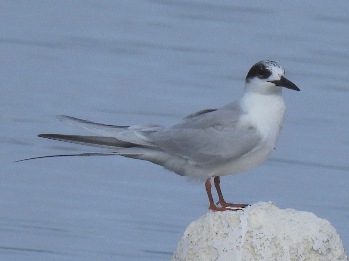 Forster's Tern - ML647492358