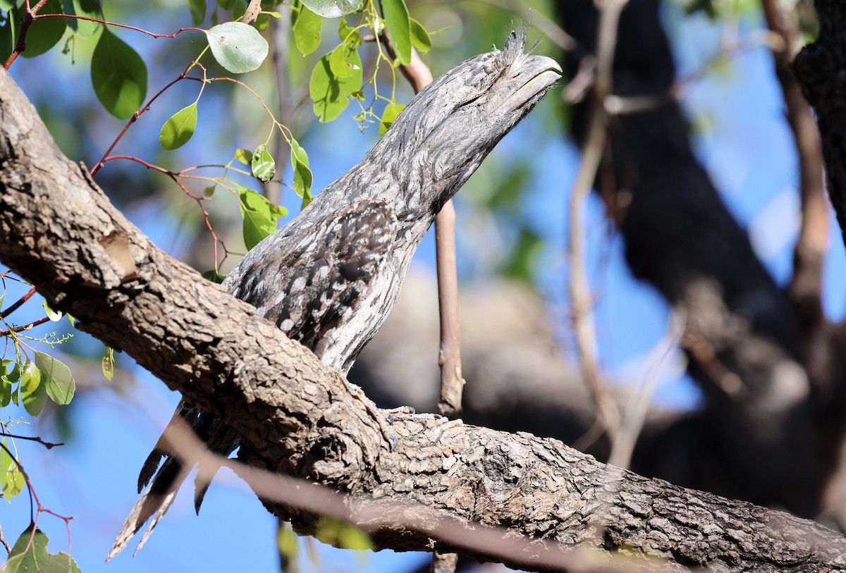 Білоніг австралійський - ML647492365