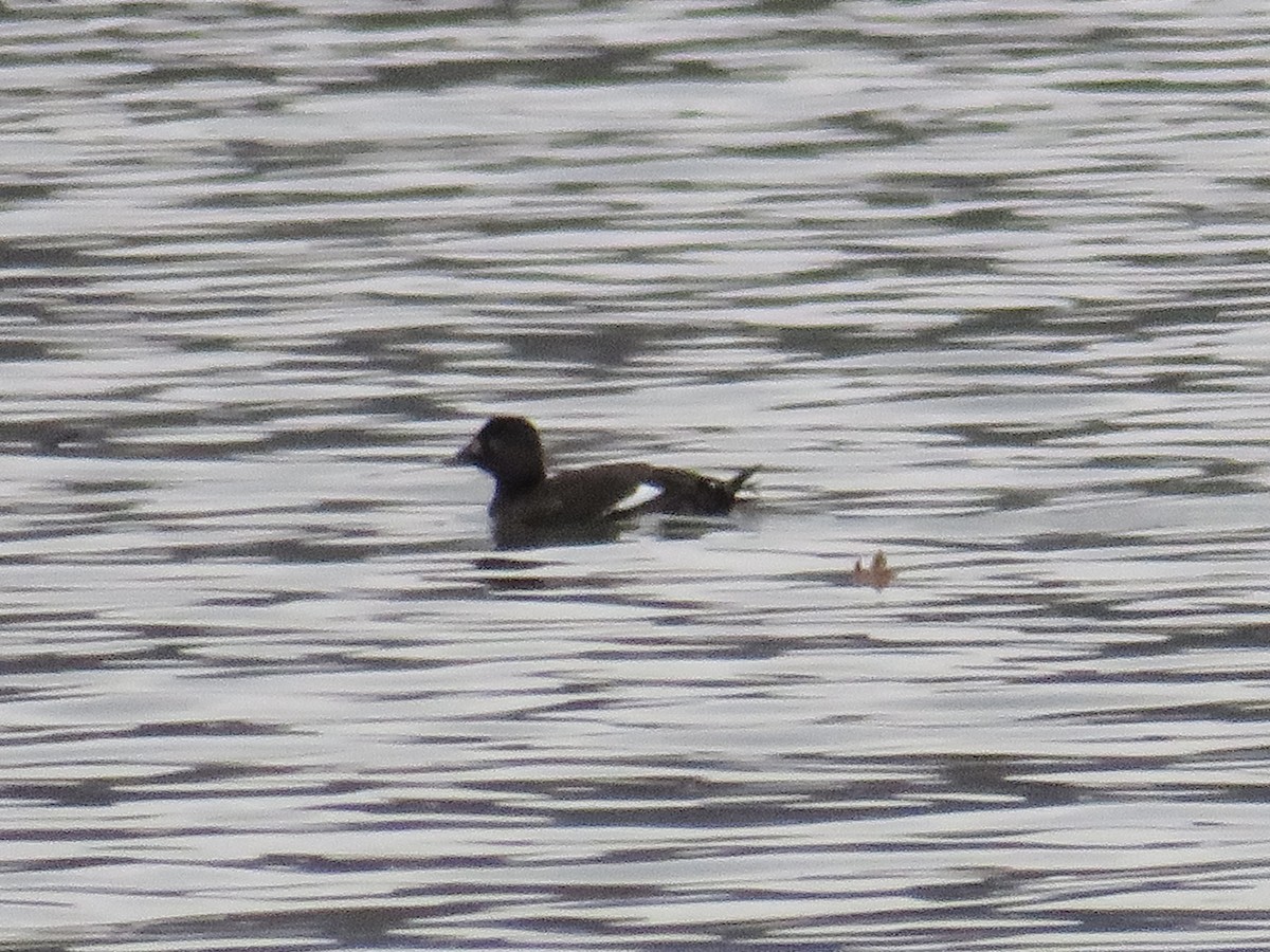 アメリカビロードキンクロ - ML647492366