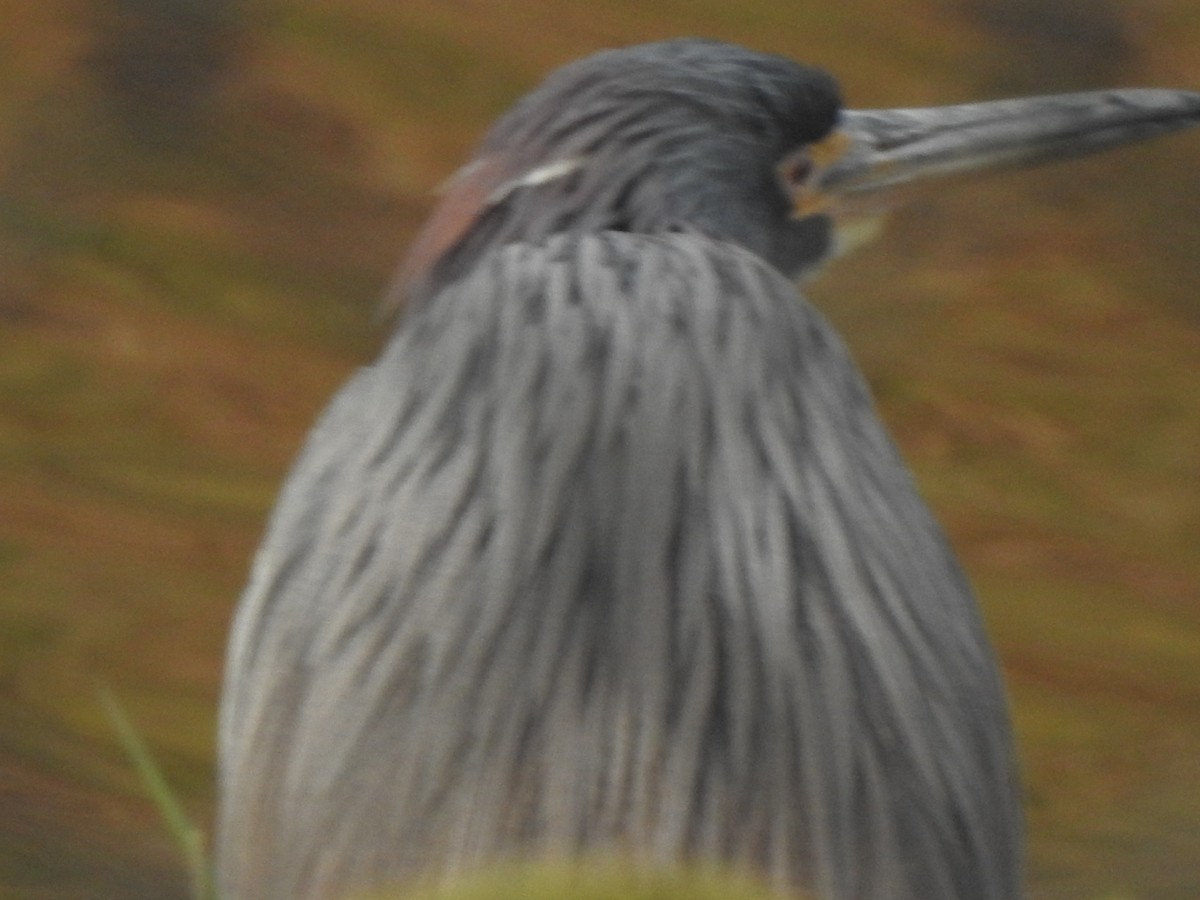 Чепура трибарвна - ML647492372