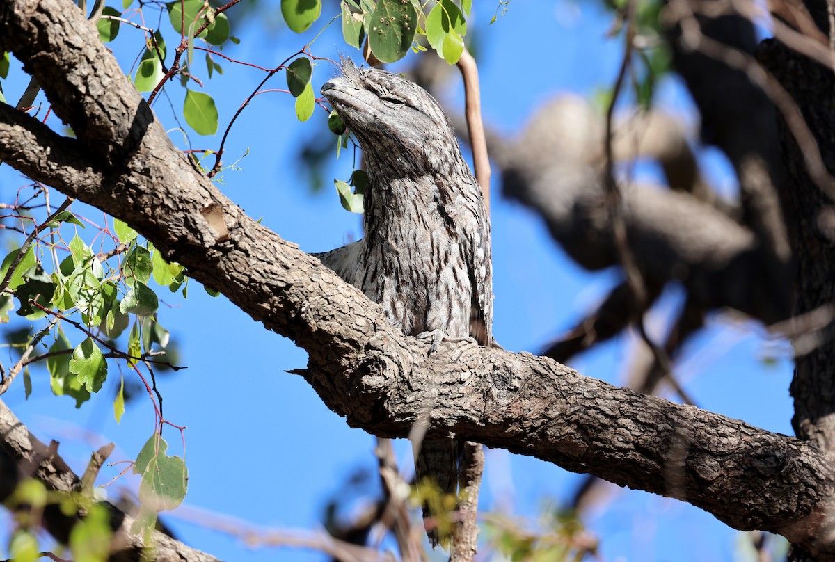 Білоніг австралійський - ML647492373