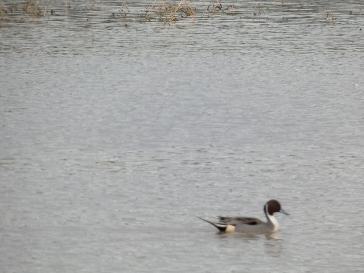 Шилохвіст північний - ML647492374