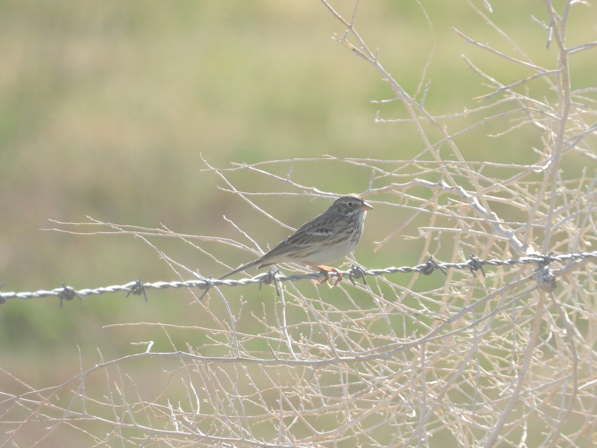 Пасовник польовий - ML647492375