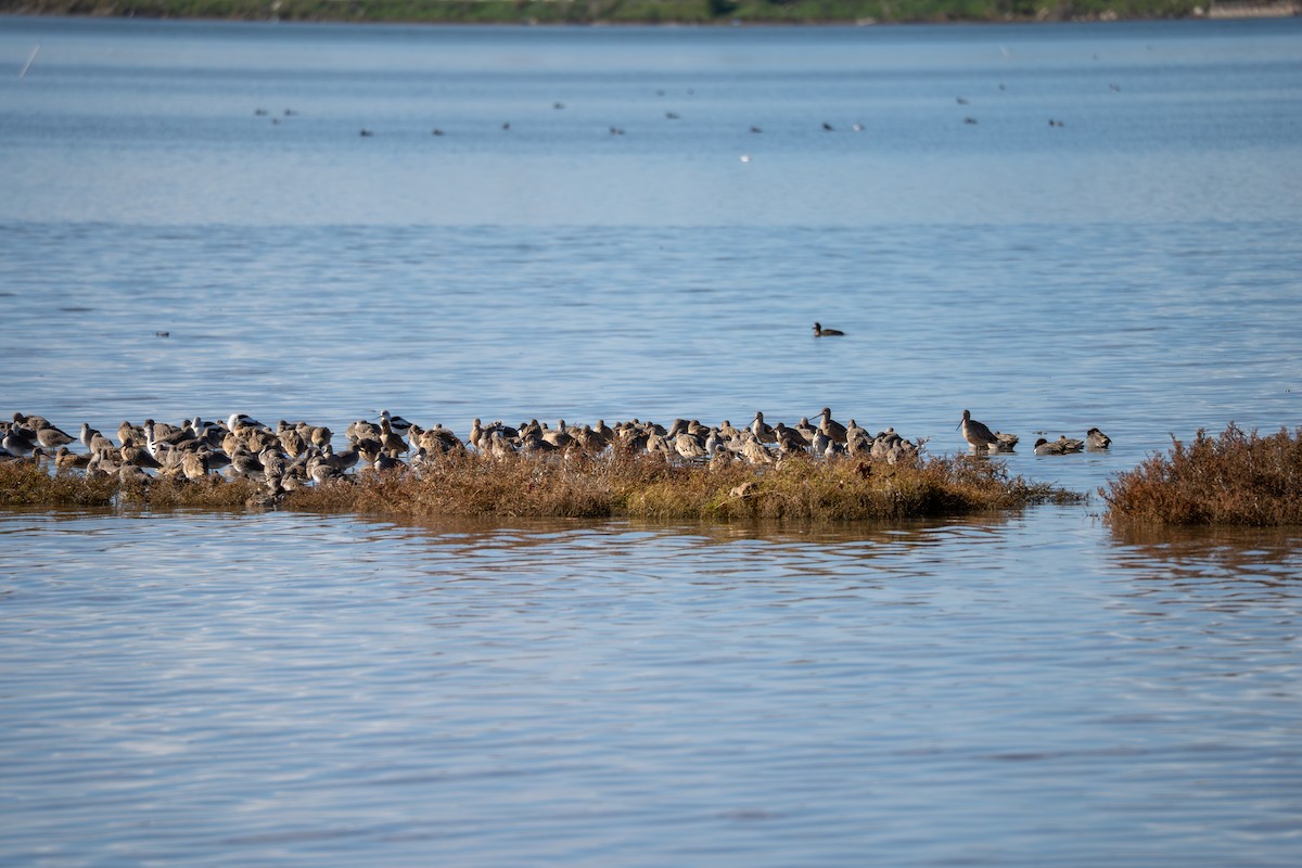 Грицик чорнохвостий - ML647492377