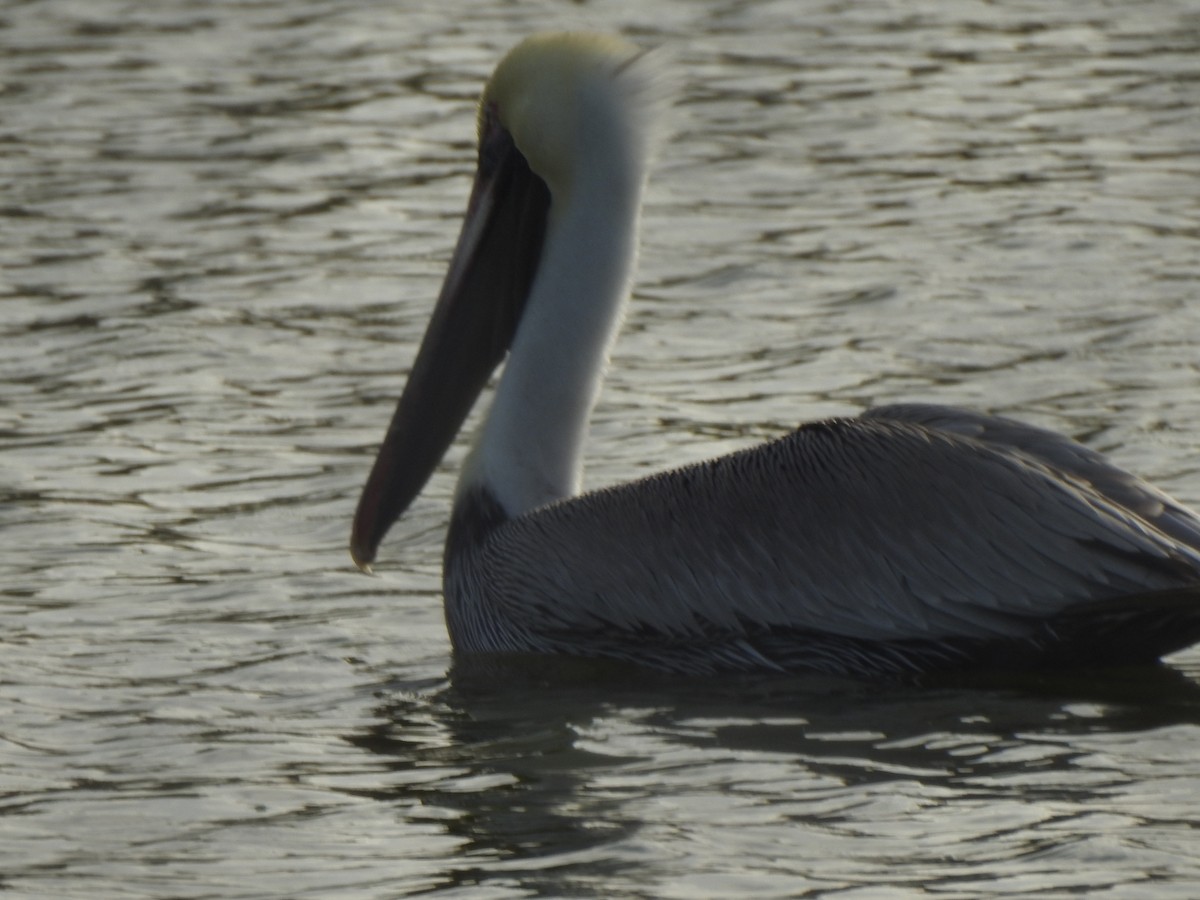 Пелікан бурий - ML647492379