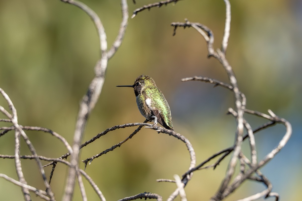 Каліпта рубіновоголова - ML647492380