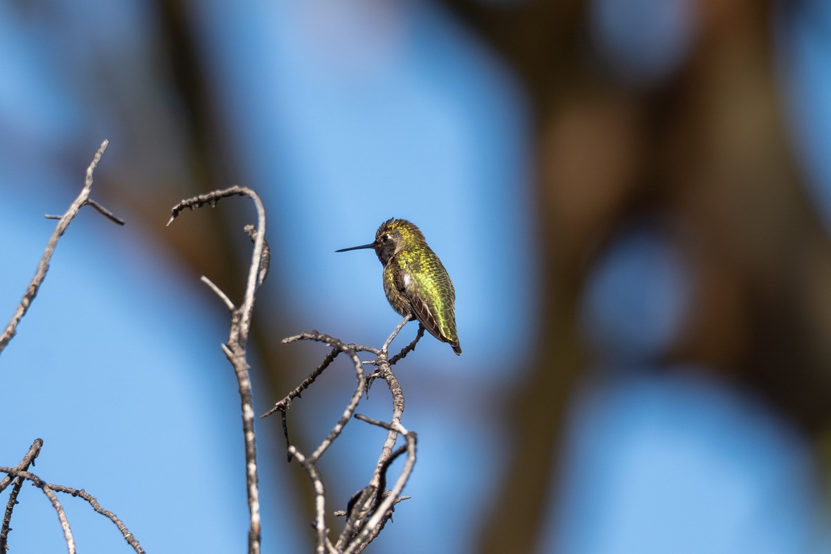 Каліпта рубіновоголова - ML647492381