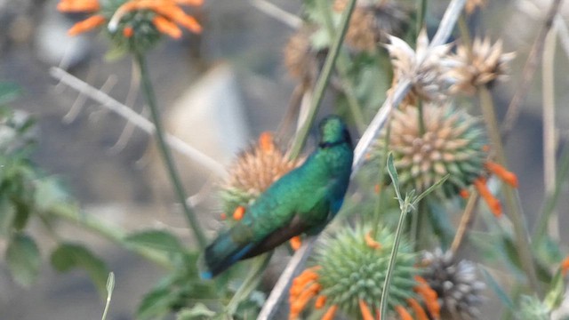 Sparkling Violetear - ML647492382