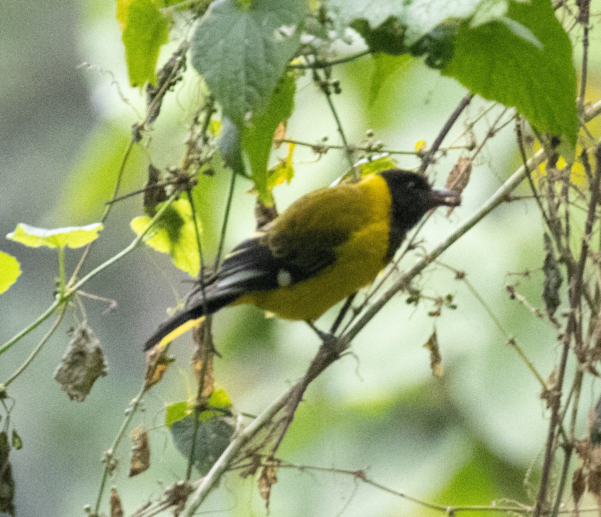 Вивільга гірська - ML647492388