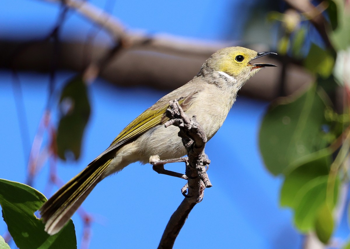 Медник блідий - ML647492389