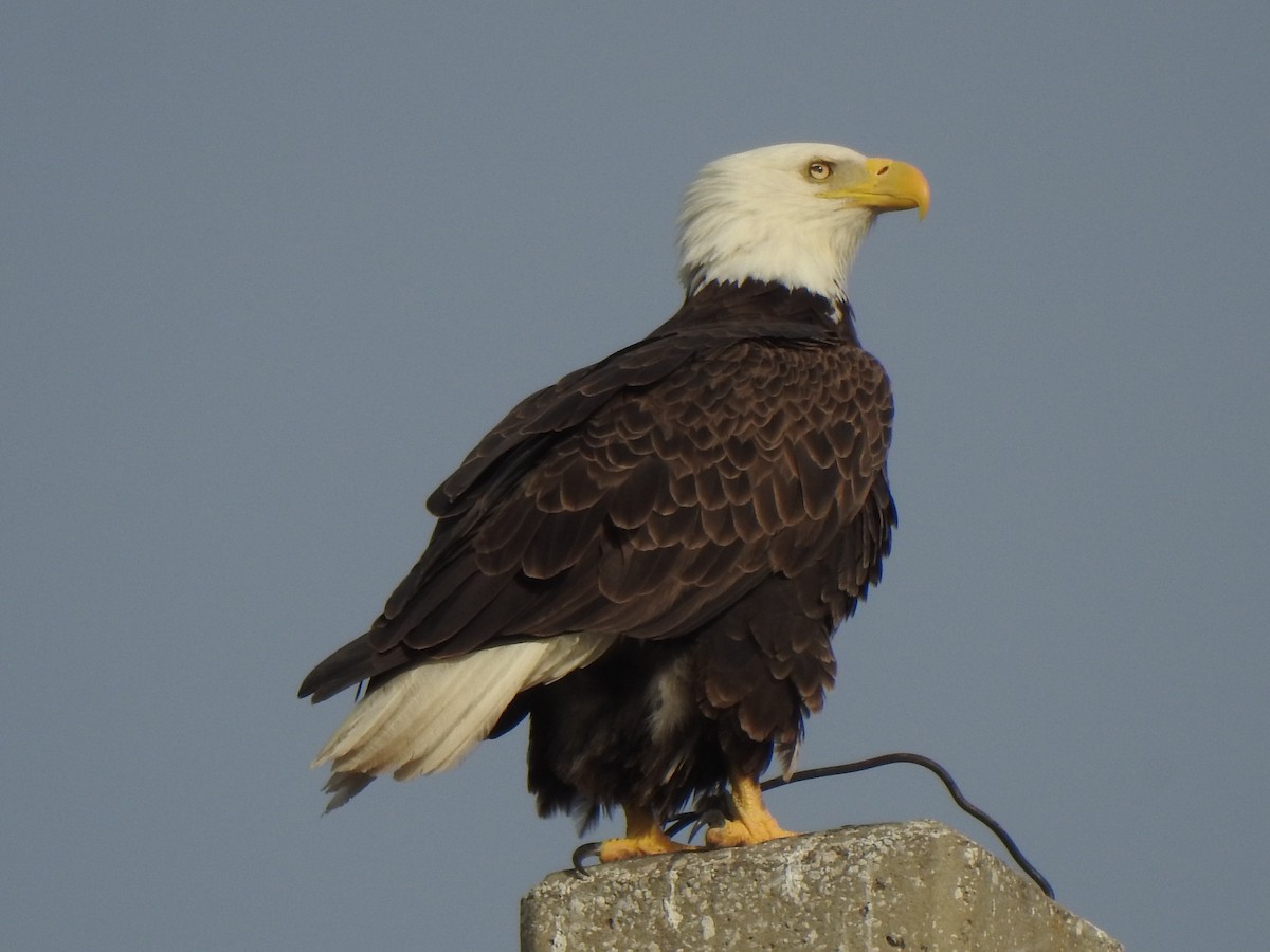 Орлан білоголовий - ML647492391