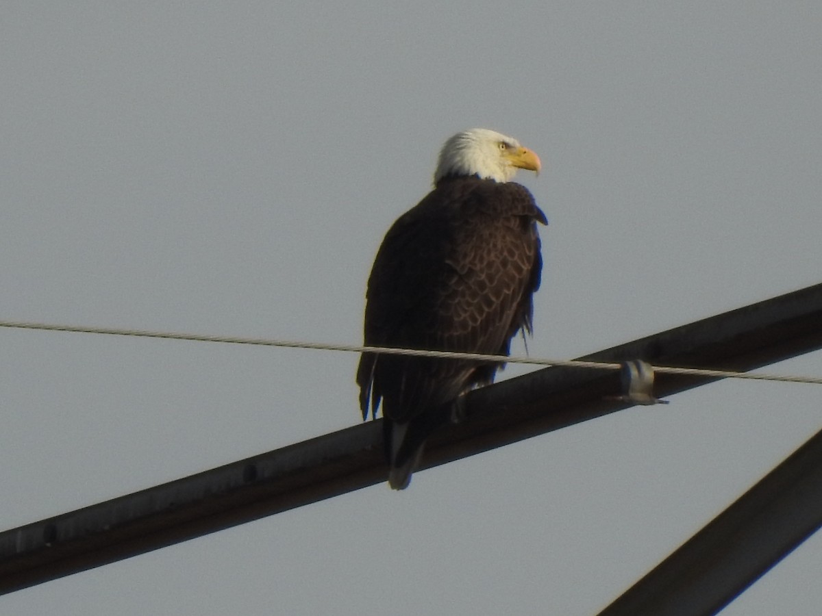 Орлан білоголовий - ML647492392