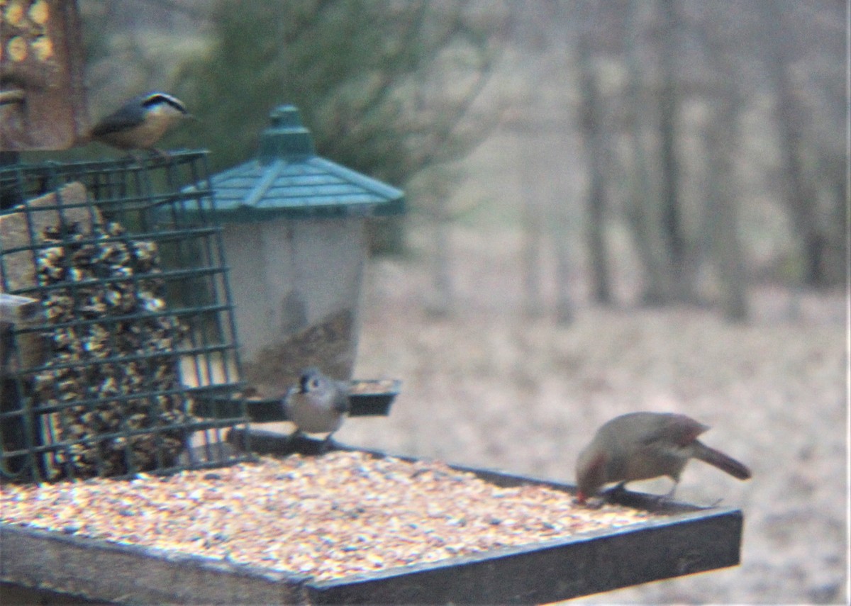 Синиця гострочуба - ML647492394