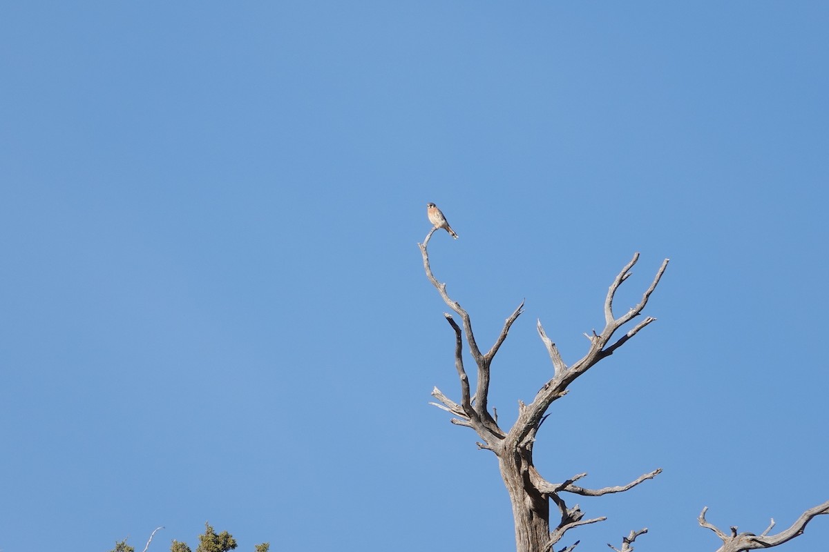 Боривітер американський - ML647492395