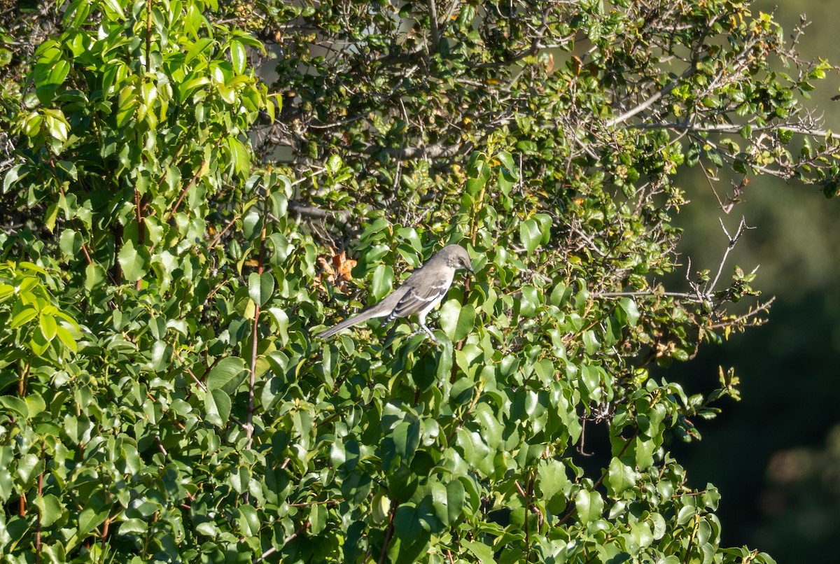 Пересмішник багатоголосий - ML647492397