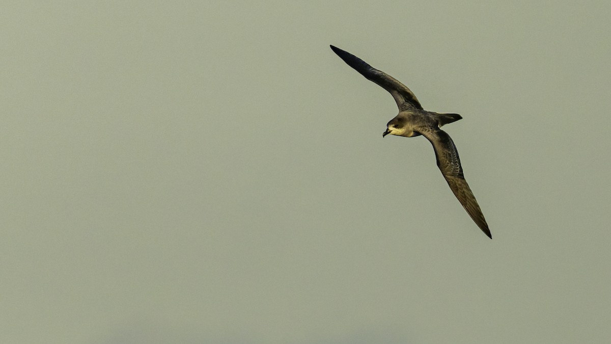 Тайфунник реюньйонський - ML647492399